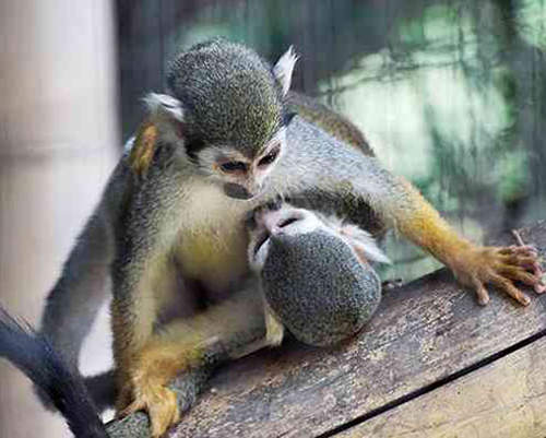 《動物親吻秀》最喜歡這種美好畫面♥