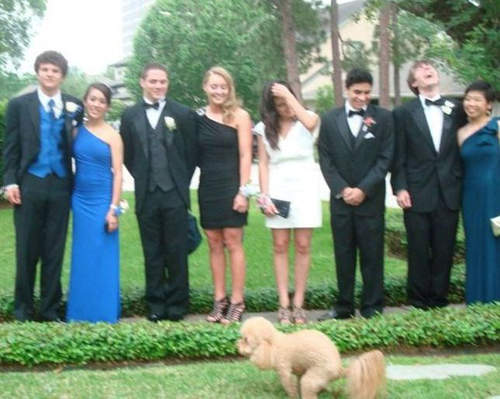 15張《珍貴照片裡的狗大便》誰叫你們不找我www 15張《珍貴照片裡的狗大便》誰叫你們不找我www