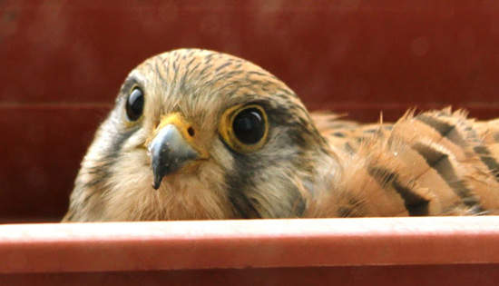超溫馨《在花盆下蛋的鳥兒》我家窗外多了保鑣呢 ❤ 超溫馨《在花盆下蛋的鳥兒》我家窗外多了保鑣呢 ❤