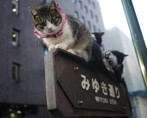 《道路標示上的貓咪》來這逛街記得順便碰碰運氣喔 《道路標示上的貓咪》來這逛街記得順便碰碰運氣喔