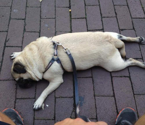 《狗狗的裝死遊戲》我走不動了你抱我吧（趴）