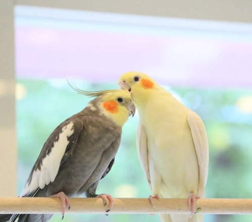 新療癒空間《小鳥咖啡廳》可愛造型甜點也絕對不能錯過