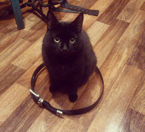 《貓咪傳送裝置》各種陷阱實際應用篇(◉ᴥ◉)