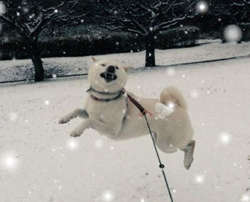 動物也可分成現充和非現充 我的眼角都流汗了 動物也可分成現充和非現充 我的眼角都流汗了