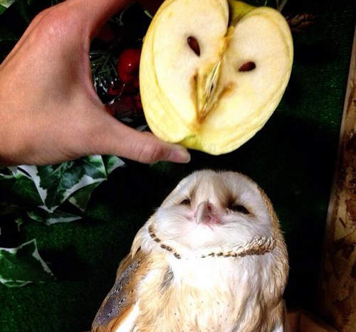 《貓頭鷹動圖》集合可愛、可怖與可疑(?)於一身的有趣動物 《貓頭鷹動圖》集合可愛、可怖與可疑(?)於一身的有趣動物