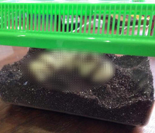 【閱覽注意】網友自製《幼蟲巧克力》男生收到都哭哭惹(-∀-`; )