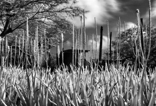 夏威夷《渡假村廢墟》仍是廢墟愛好者的度假村 夏威夷《渡假村廢墟》仍是廢墟愛好者的度假村