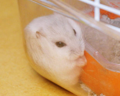 《寵物鼠的小角落》就是喜歡這種貼著的港覺~ 《寵物鼠的小角落》就是喜歡這種貼著的港覺~