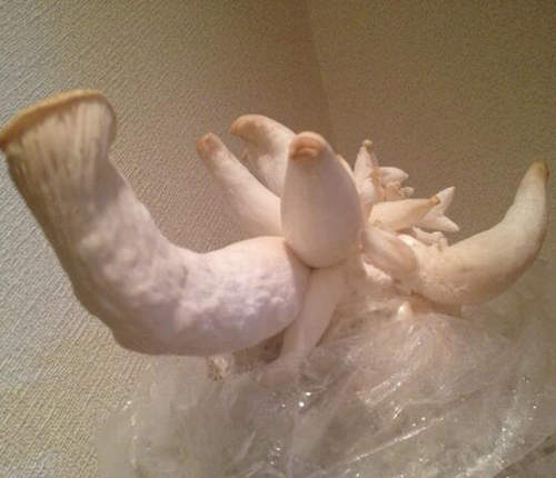 閱覽注意級的杏鮑菇栽培　這真的是地球上的生物嗎（苦笑）