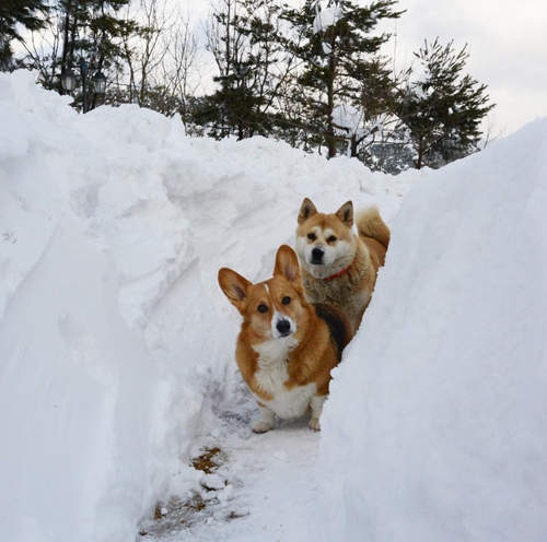 韓《江陵大雪》雪積到腰的高度要怎麼清啊...... 韓《江陵大雪》雪積到腰的高度要怎麼清啊......