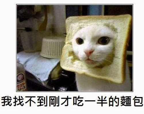 日本網友《貓的神吐槽》每句話都超到位www