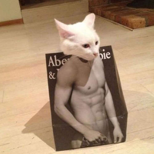 《性感肌肉貓》喵的我哪時候說過我喜歡大肌肉惹（眼神死）