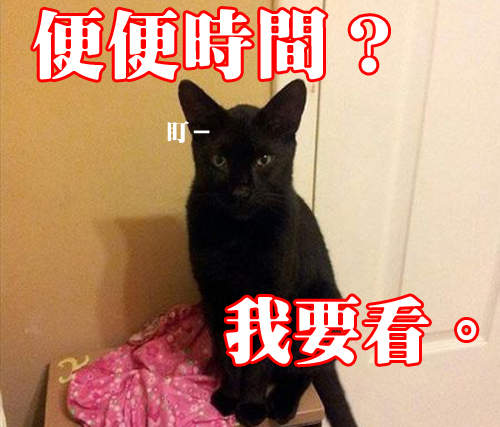 《貓奴才懂的事》不可質疑你的貓神Φ౪Φ 《貓奴才懂的事》不可質疑你的貓神Φ౪Φ