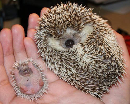 超像《動物親子照》完全不需要做DNA鑑定呀 超像《動物親子照》完全不需要做DNA鑑定呀