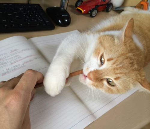 《書桌上的貓》難怪人家的暑假作業怎麼都寫不完（誤）