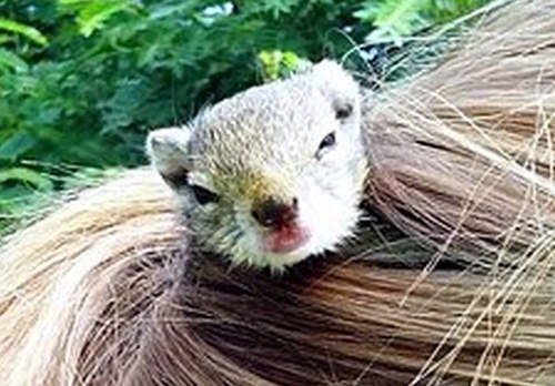 古椎《寄宿松鼠》牠的窩不在樹上而是在主人的...