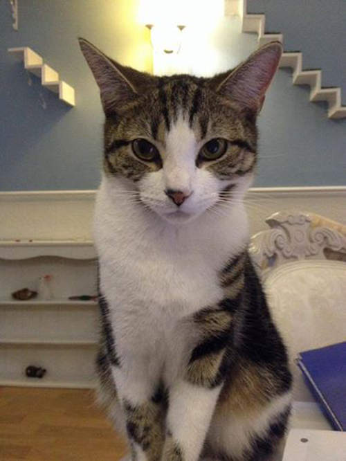 英國首家《貓咖啡廳》開幕 11隻貓貓坐鎮等你來~ 英國首家《貓咖啡廳》開幕 11隻貓貓坐鎮等你來~