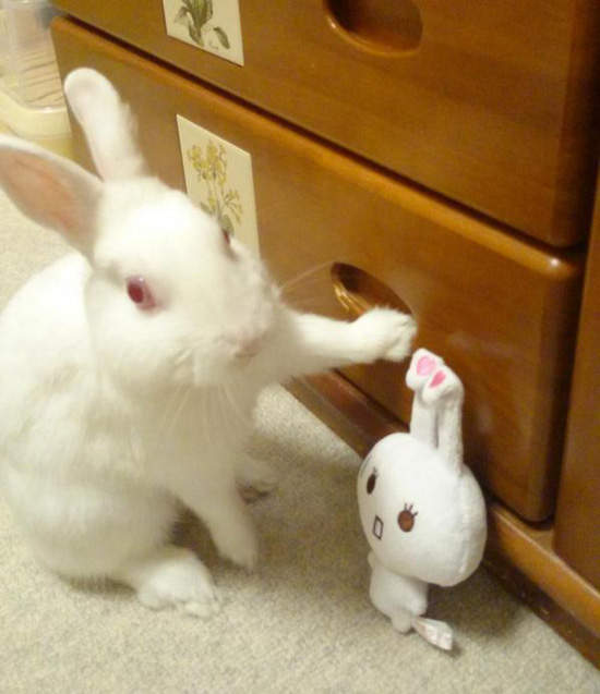 各種《牆壁咚》看來看去還是小動物的最可愛了