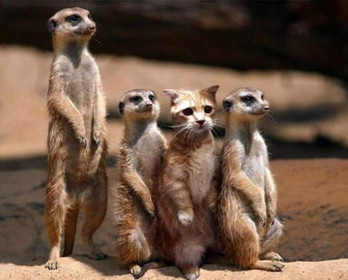 12張無違合感照片　找看看到底是誰躲起來了呢？