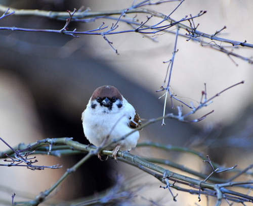 《白化麻雀》根本就是一顆大福嘛 《白化麻雀》根本就是一顆大福嘛