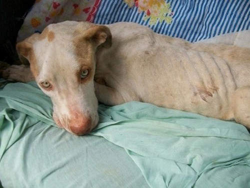 比特犬《Davi救援記》我的淚水又再一次潰堤ಥ_ಥ 比特犬《Davi救援記》我的淚水又再一次潰堤ಥ_ಥ