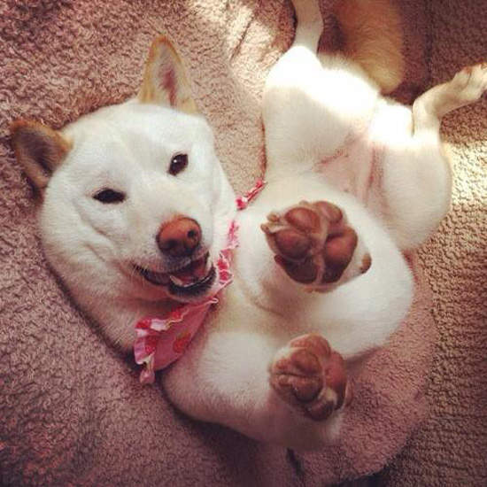 白柴汪星人《超藝術睡姿》你真的在睡覺嗎？