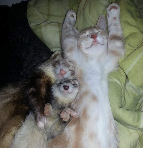 「當我們睡在一起」兩隻雪貂和新朋友貓咪的睡相超級萌♥ 「當我們睡在一起」兩隻雪貂和新朋友貓咪的睡相超級萌♥