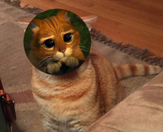 貓的~《鞋貓劍客真貓版》原來是你演的嗎?! 貓的~《鞋貓劍客真貓版》原來是你演的嗎?!