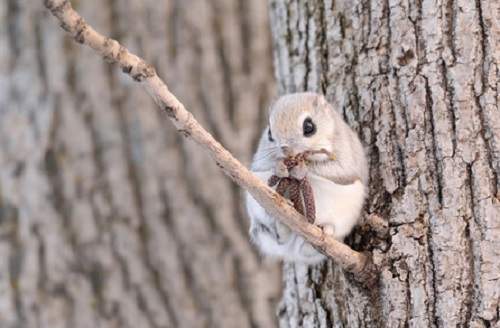 《飛鼠的飛行瞬間》整個世界就在滑行間被療癒了♥ 《飛鼠的飛行瞬間》整個世界就在滑行間被療癒了♥