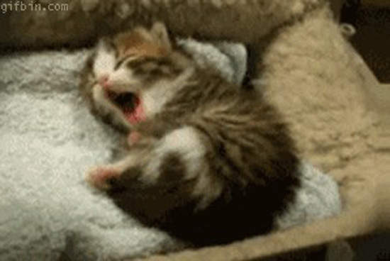 《喵星人睡姿》怎麼可以萌的這麼不可理喻啊