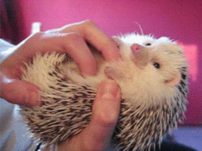 《刺蝟動圖》激萌請小心入內