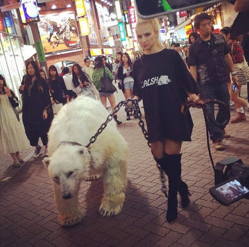 澀谷街頭《散步中的北極熊》發現 大騷動的真相揪竟是~? 澀谷街頭《散步中的北極熊》發現 大騷動的真相揪竟是~?