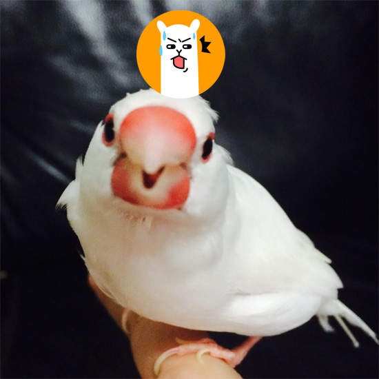 《鳥呆毛》文鳥頭上冒出了呆毛～讓人好想拔σ`∀´)σ