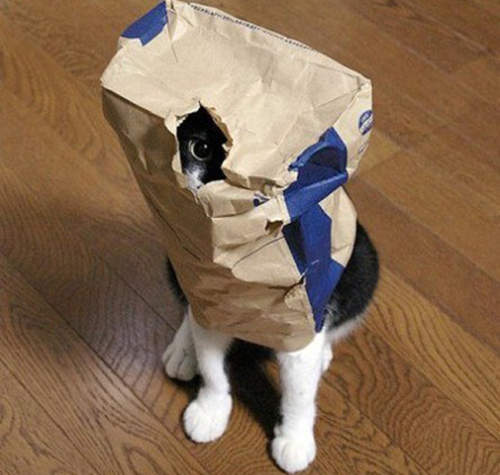 超有事《袋子貓》紙袋塑膠袋購物袋~只要貓咪愛鑽的都是好袋袋 超有事《袋子貓》紙袋塑膠袋購物袋~只要貓咪愛鑽的都是好袋袋