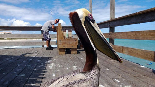 網友們分享的《手機攝影照 》趴兔  一山還有一山高....