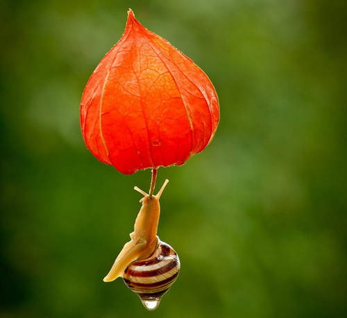 《蝸牛的夢幻世界》有十面埋伏的武功才能拍到