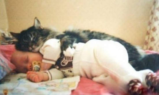 《貓保母》這樣的保母太萌太犯規拉