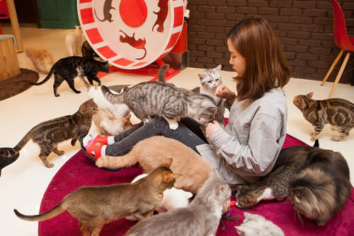 首爾《貓咖啡廳》被喵咪簇擁的感覺好誘人>///< 首爾《貓咖啡廳》被喵咪簇擁的感覺好誘人>///<