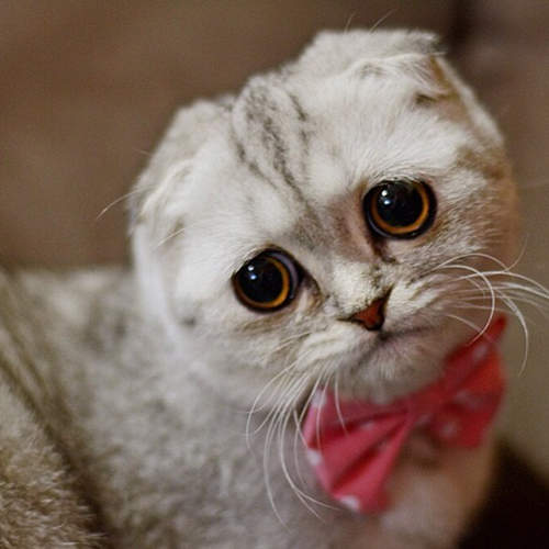 鬱卒貓《小P》心事重重的表情也太讓人心疼惹啦～（抱緊）