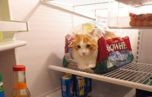 貓咪總能找到最舒適的地方 不需要人類多操心(不屑) 貓咪總能找到最舒適的地方 不需要人類多操心(不屑)