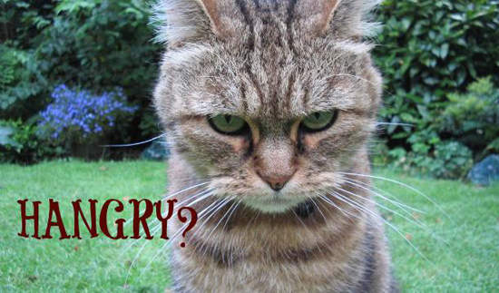 《肚子餓SOP》只要先餵飽一切平安