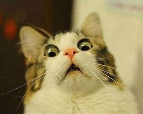 因小事而吃驚的動物們　你們也太大驚小怪了吧www