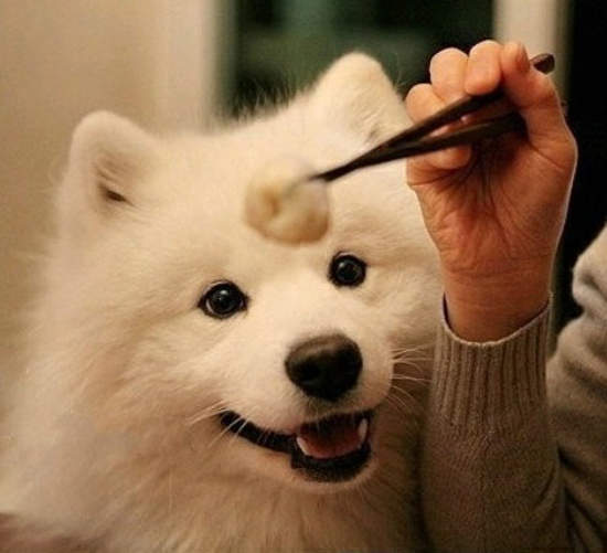 汪星人《吃貨的眼神》給我吃給我吃啊>口<(口水)