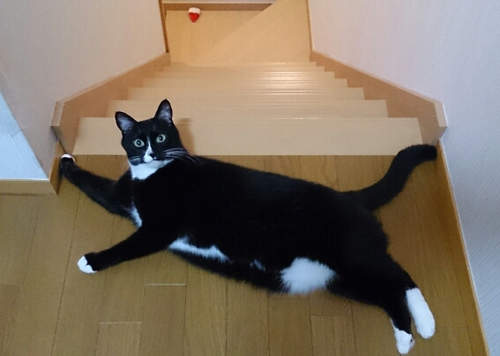 《擋路貓》此貓太萌!禁止通行!ε-(-∀-///) 《擋路貓》此貓太萌!禁止通行!ε-(-∀-///)