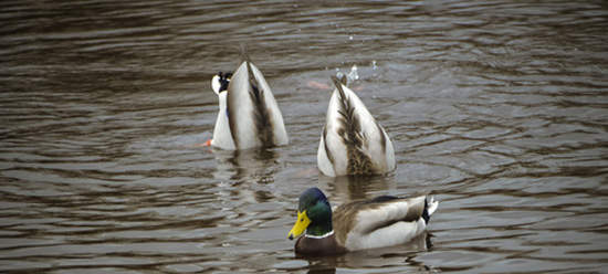 《治癒鴨屁屁》萌萌的鴨屁屁也是超治癒