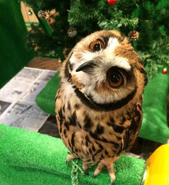 日本《貓頭鷹咖啡廳照片集》看到這些照片之後好像有種奇怪的開關被打開了