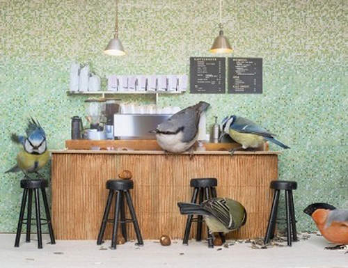 《什麼鳥直播》壁爐看膩了這次換看鳥XDD