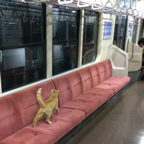 《貓的大冒險》坐上電車的貓咪到底要去哪呢？