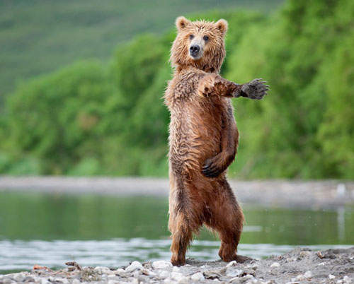 熊熊的不想當熊了!那些舉止人模人樣的大熊小熊們ᵔᴥᵔ  熊熊的不想當熊了!那些舉止人模人樣的大熊小熊們ᵔᴥᵔ