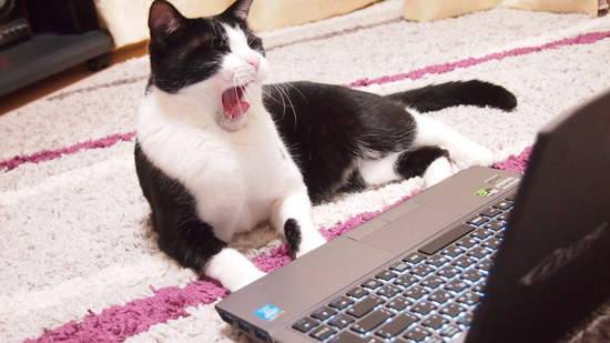 《貓與電腦》霸住鍵盤宣告~這個電腦是我的喵 《貓與電腦》霸住鍵盤宣告~這個電腦是我的喵